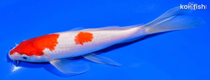 7.25" KOHAKU