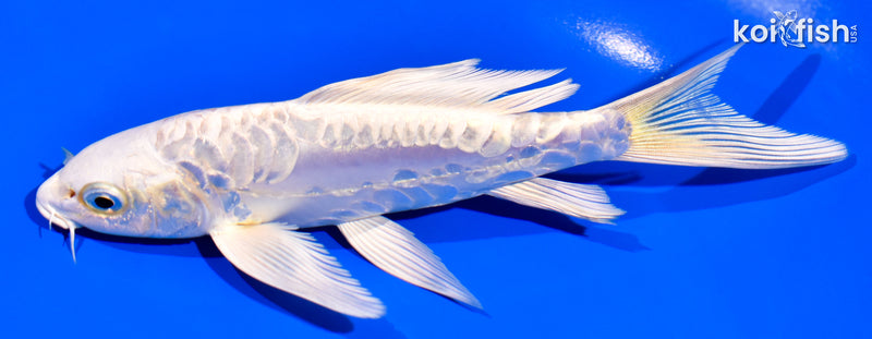 5.75" ARAGOKE PLATINUM OGON BUTTERFLY