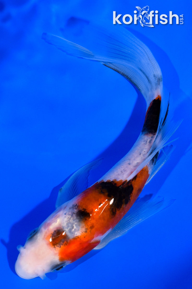 5.25" SANKE BUTTERFLY