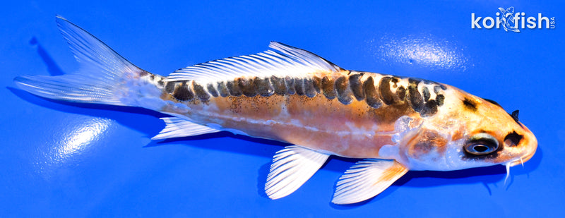 5.5" ARAGOKE BENI KIKOKURYU