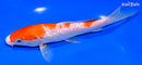 6.75" GINRIN KOHAKU