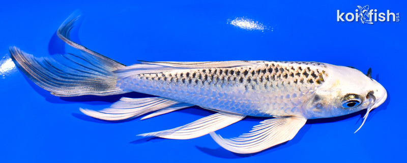 6.5" GIN MATSUBA BUTTERFLY