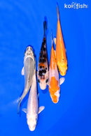 PACK OF (5) 3-4" MIXED STANDARD KOI