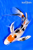 8" YAMATO NISHIKI BUTTERFLY