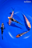 PACK OF (5) 4-4.5" STANDARD KOI