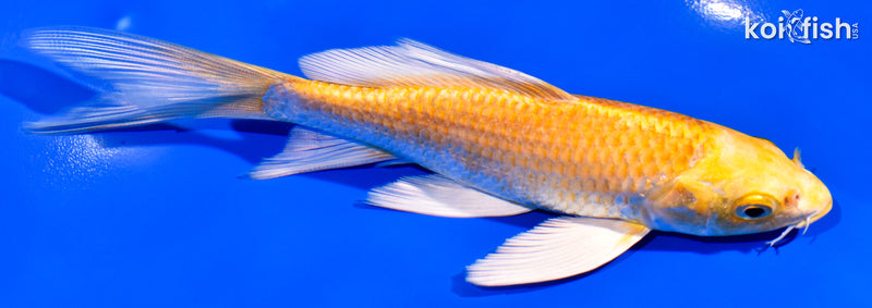 5.75" YAMABUKI OGON BUTTERFLY