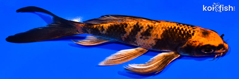 6" KIN HI UTSURI BUTTERFLY