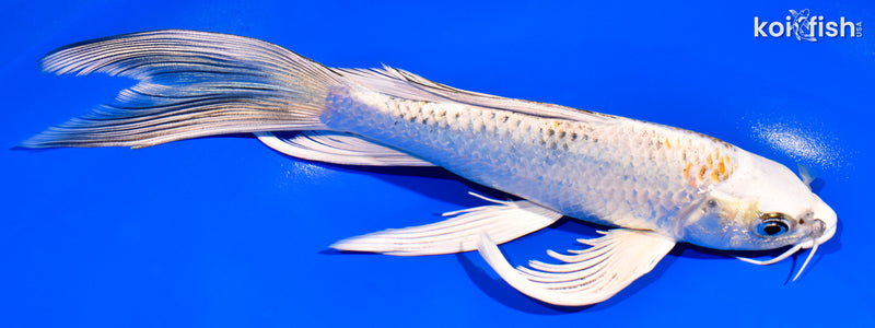 7.75" KUJAKU BUTTERFLY