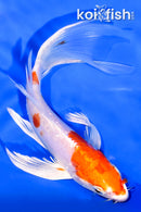 6" KIKUSUI BUTTERFLY