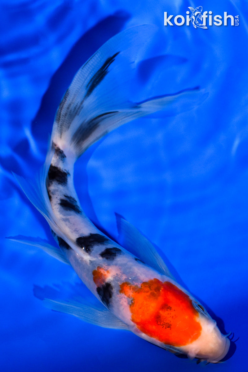 6" SANKE BUTTERFLY