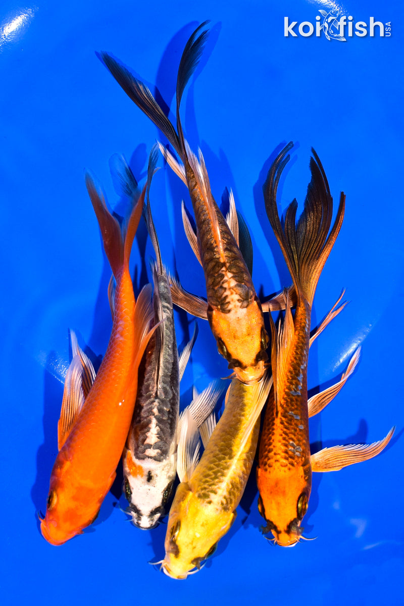 PACK OF (5) 5-6" BUTTERFLY KOI
