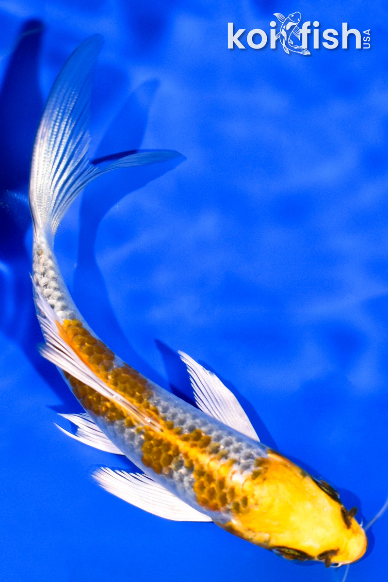 5.25" KUJAKU BUTTERFLY