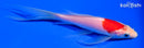 5.5" KOHAKU BUTTERFLY