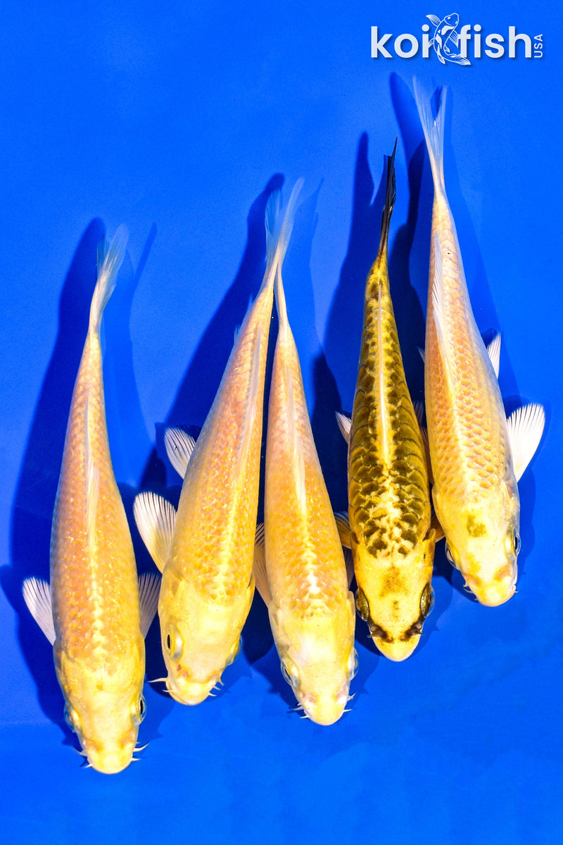 PACK OF (5) 4-5" STANDARD KOI