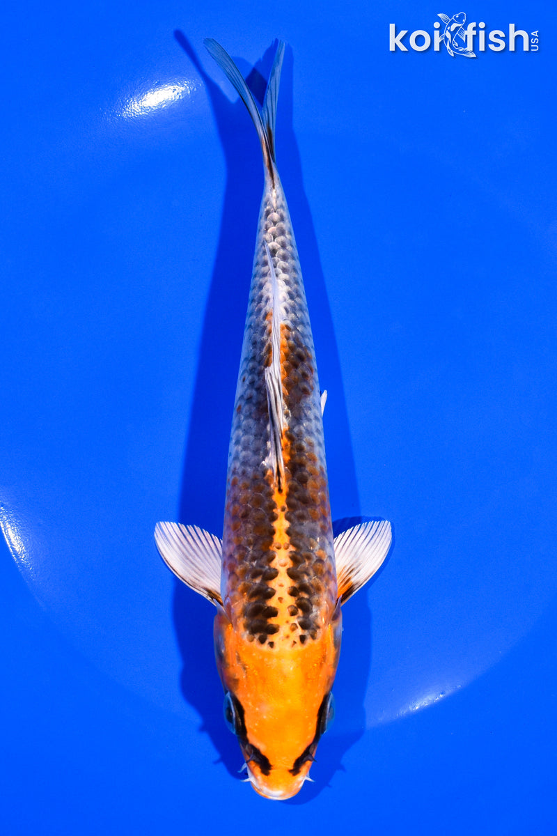7.25" KUJAKU