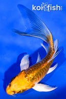 4.75" ARAGOKE KUJAKU BUTTERFLY