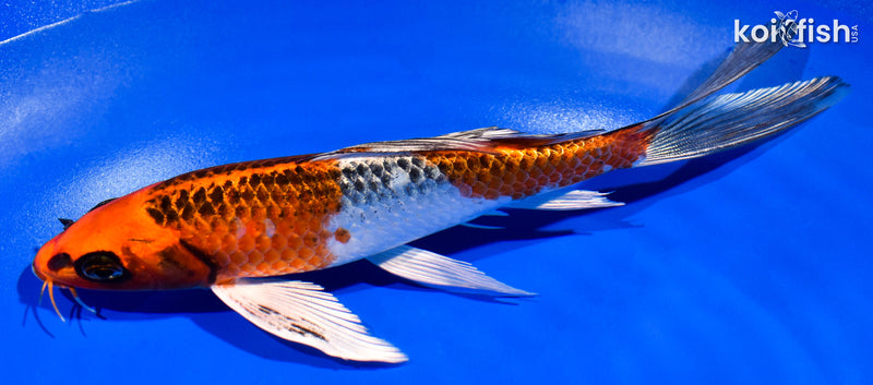 7.25" KUJAKU BUTTERFLY