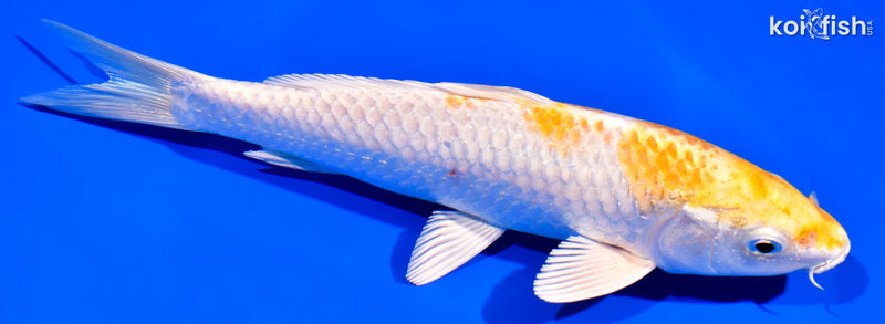 7.5" HARIWAKE