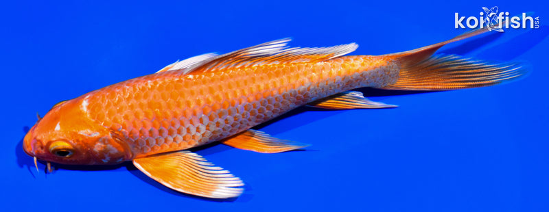 6.75" ORENJI OGON BUTTERFLY