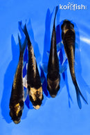 PACK OF (4) 4-5" KABUTO KOI