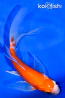 5.5" HARIWAKE BUTTERFLY