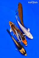 PACK OF (5) 3"- 4" STANDARD KOI