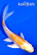 4.25"HARIWAKE BUTTTERFLY