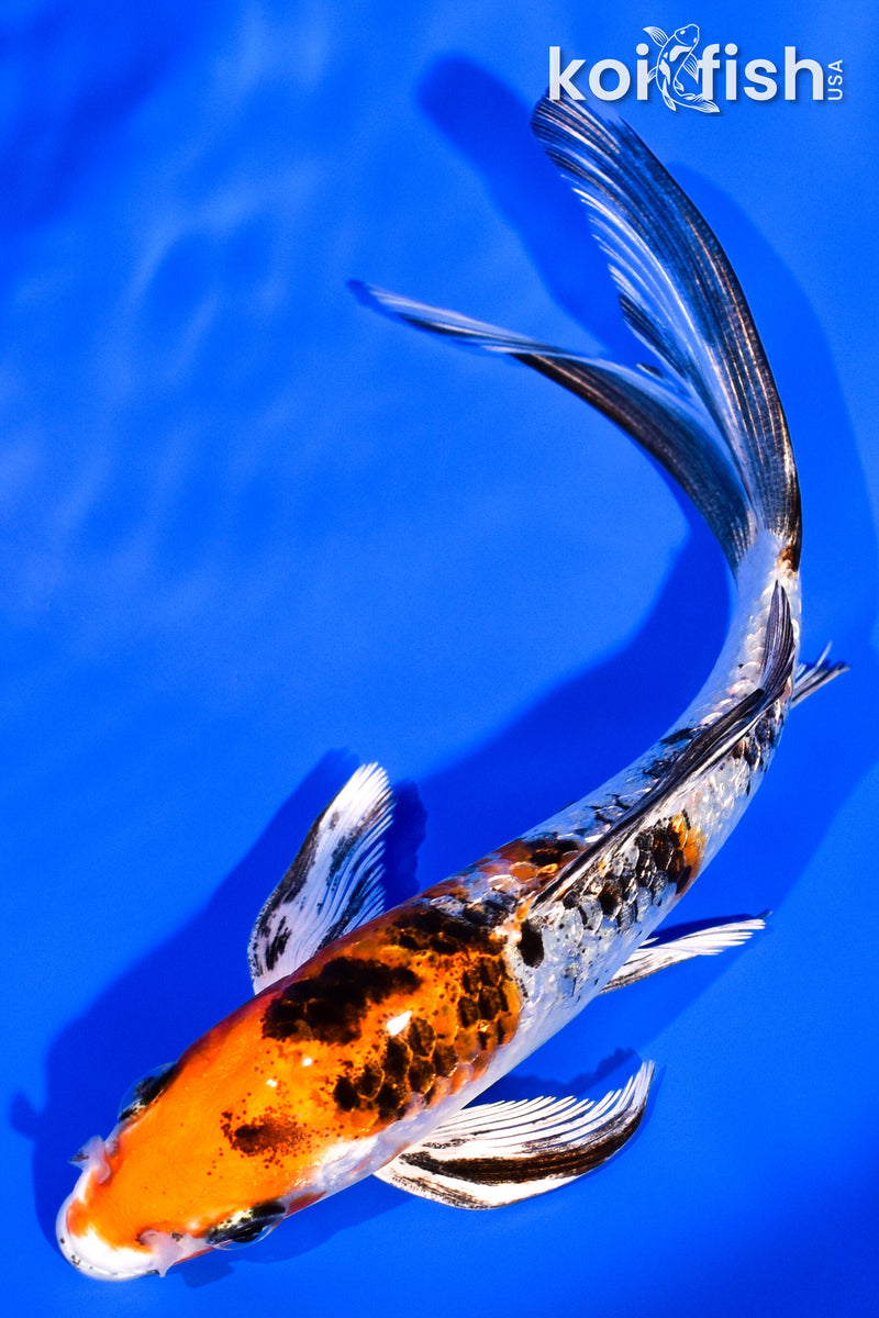 5.75" GINRIN YAMATO NISHIKI BUTTERFLY