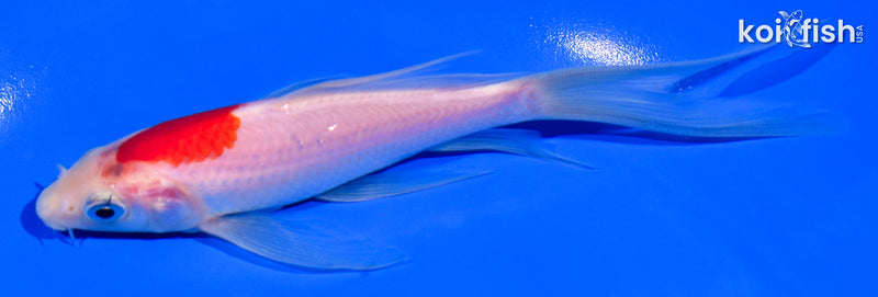 5.5" KOHAKU BUTTERFLY