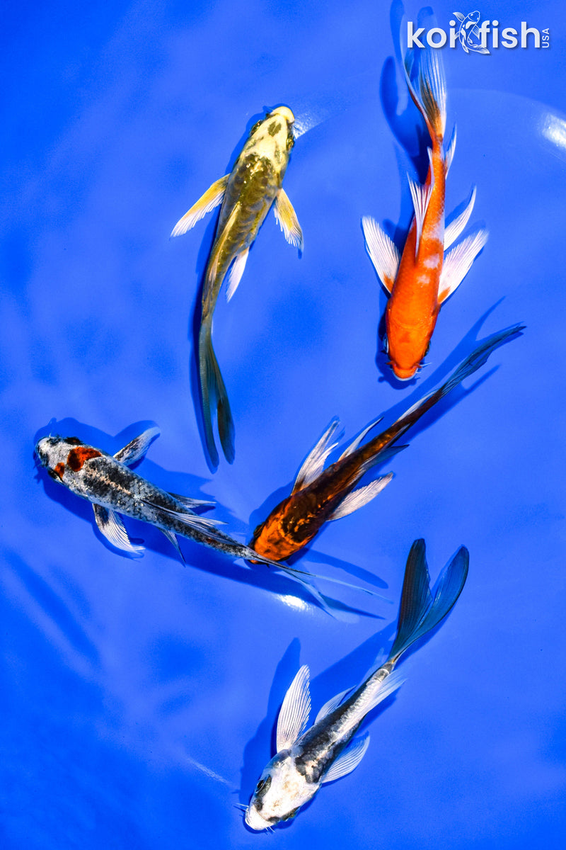 PACK OF (5) 3-4" BUTTERFLY KOI