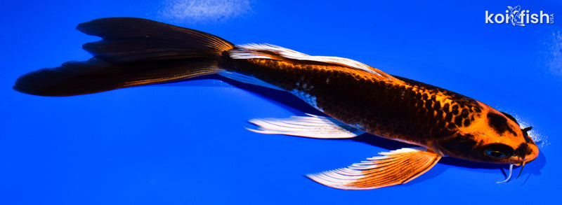 7.25" ORENJI MATSUBA BUTTERFLY