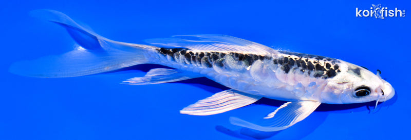 7.25" ARAGOKE KIKOKURYU BUTTERFLY