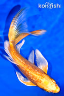 6.5" GINRIN ORENJI OGON BUTTERFLY