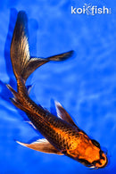 6.5" GINRIN ORENJI MATSUBA BUTTERFLY