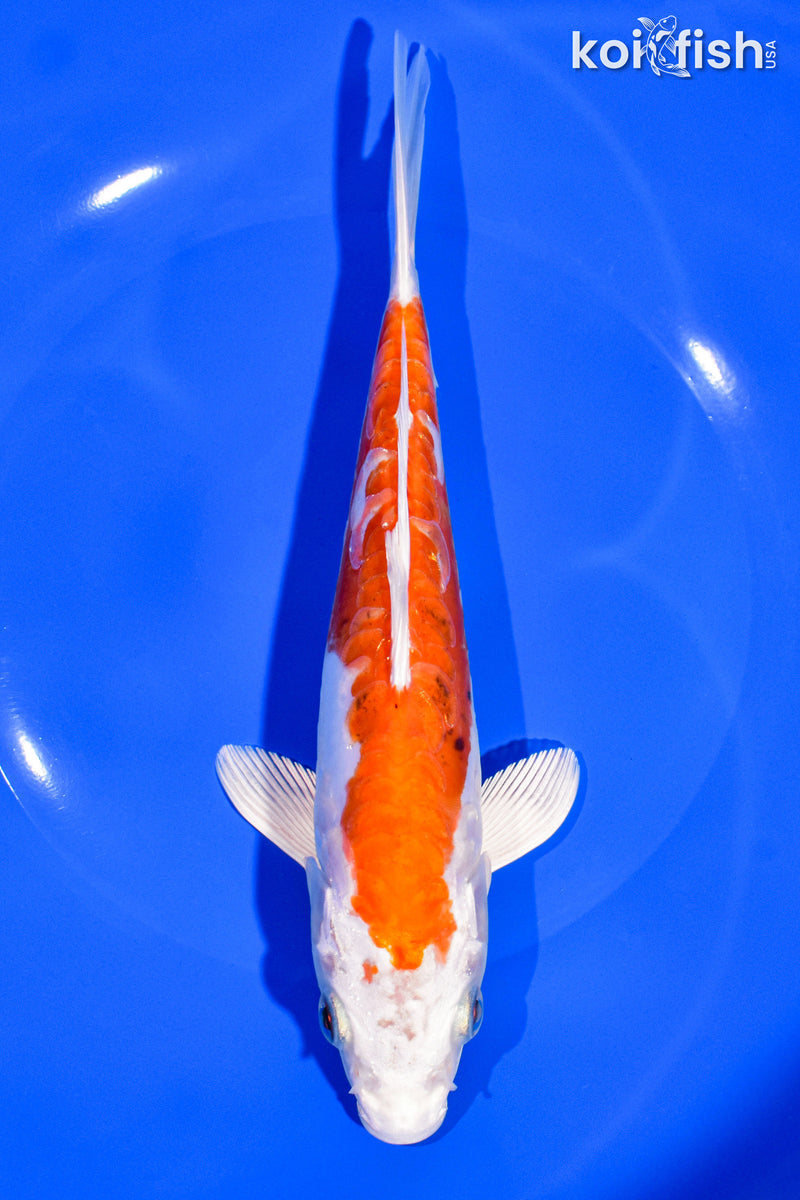 8" KIKUSUI