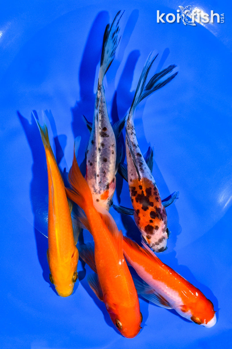 (5) 4-5" ASSORTED GOLDFISH