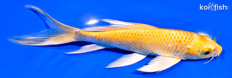7.25" YAMABUKI OGON BUTTERFLY