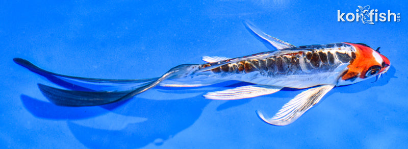 6" ARAGOKE BENI KIKOKURYU BUTTERFLY