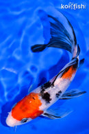 6.25" SANKE BUTTERFLY