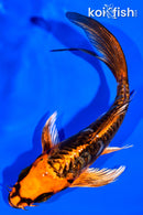 5" GINRIN BENI KIKOKURYU BUTTERFLY