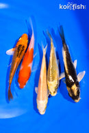 PACK OF (5) 3-4" MIXED STANDARD KOI