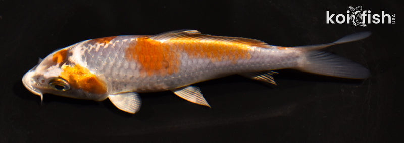 5" BENI GINGA
