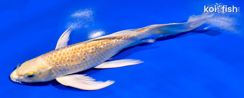 7.75" GINRIN YAMABUKI OGON BUTTERFLY