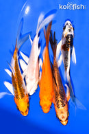 PACK OF (5) 5-6" BUTTERFLY KOI