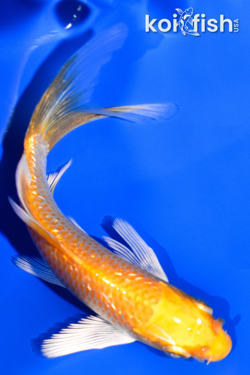 4.25" GINRIN HARIWAKE BUTTERFLY