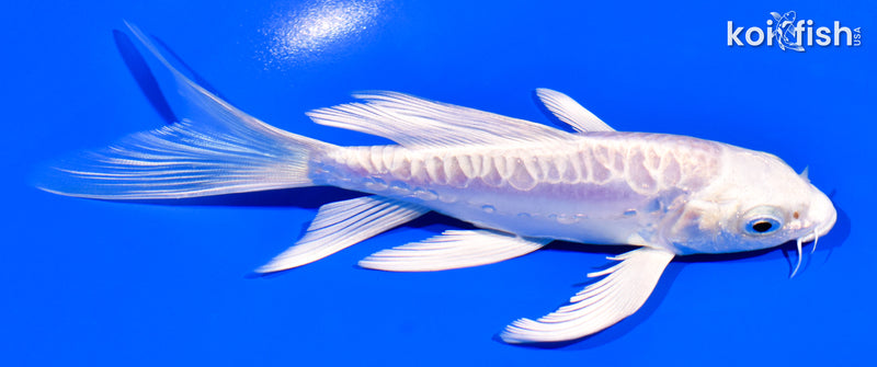 5.5" ARAGOKE PLATINUM OGON BUTTERFLY