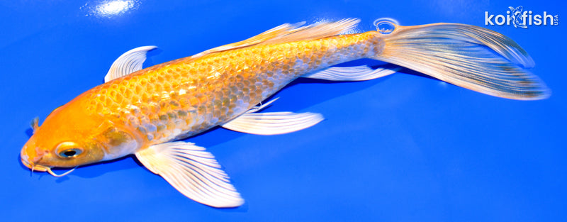 7.75" GINRIN YAMABUKI OGON BUTTERFLY