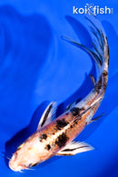 6" YAMATO NISHIKI BUTTERFLY