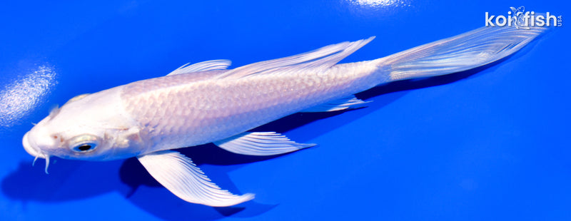 5.75" PLATINUM OGON BUTTERFLY
