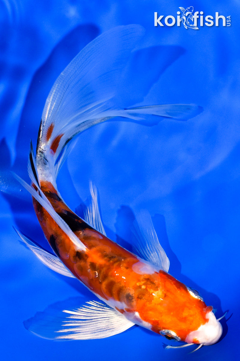 6.25" ARAGOKE HEISEI NISHIKI BUTTERFLY